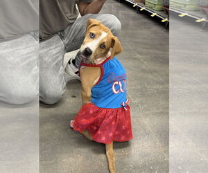 Black and Tan Coonhound-Catahoula Leopard Dog Mix Dogs for adoption in Sanford, FL, USA