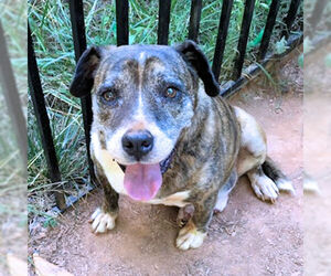 American Pit Bull Terrier-Unknown Mix Dogs for adoption in Rutherfordton, NC, USA
