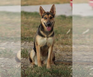 Mutt Dogs for adoption in El Centro, CA, USA