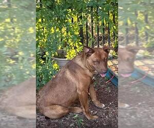 Shepradors Dogs for adoption in San Antonio, TX, USA