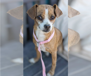 Chihuahua-Unknown Mix Dogs for adoption in Fresno, CA, USA