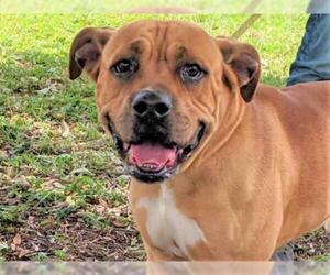 Mastiff Dogs for adoption in Fort Lauderdale, FL, USA