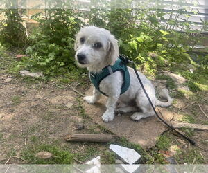 Mutt Dogs for adoption in Philadelphia, PA, USA