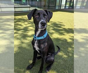 Greyhound-Unknown Mix Dogs for adoption in San Martin, CA, USA