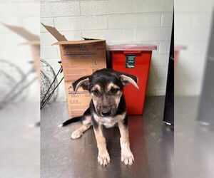 Siberian Husky-Unknown Mix Dogs for adoption in Stockton, CA, USA