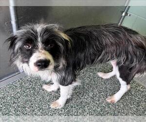 Mutt Dogs for adoption in Salisbury, NC, USA