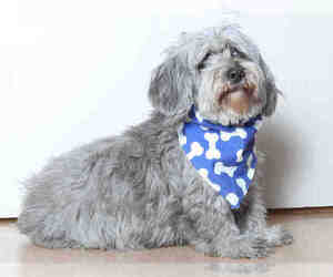 Havanese Dogs for adoption in Placerville, CA, USA