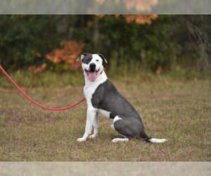 Bulloxer Dogs for adoption in Lacombe, LA, USA