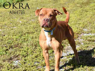 Bulloxer Dogs for adoption in Mobile, AL, USA