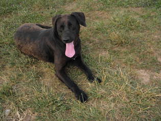 Labrador Retriever Dogs for adoption in Glocester, RI, USA