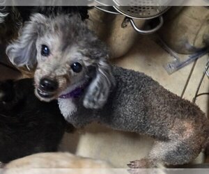Poodle (Miniature) Dogs for adoption in San Antonio, TX, USA