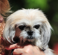 Pekingese Dogs for adoption in Vernonia, OR, USA
