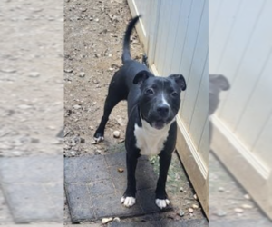 Labrador Retriever-Unknown Mix Dogs for adoption in Thomasville, NC, USA