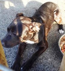 American Pit Bull Terrier-Labrador Retriever Mix Dogs for adoption in Brunswick, GA, USA