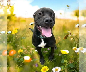 Beagle-Unknown Mix Dogs for adoption in Glen Allen, VA, USA