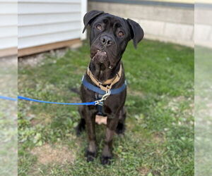 Boxer-Unknown Mix Dogs for adoption in Boston, MA, USA