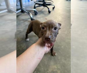 American Staffordshire Terrier-Unknown Mix Dogs for adoption in Tallahassee, FL, USA