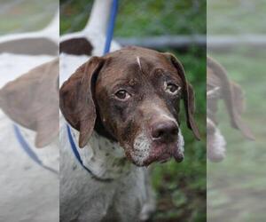 Pointer Dogs for adoption in Tarboro, NC, USA