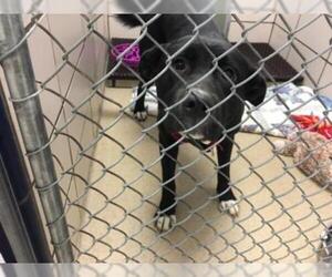 Labrador Retriever-Unknown Mix Dogs for adoption in Fort Wayne, IN, USA