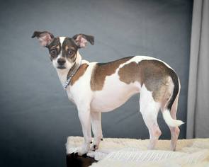 Medium Photo #1 Italian Greyhuahua Puppy For Sale in Pasadena, CA, USA