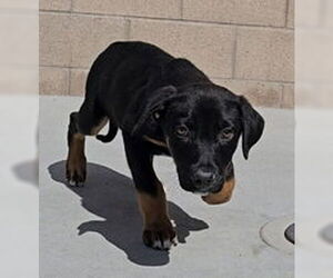 German Shepherd Dog Dogs for adoption in Salinas, CA, USA