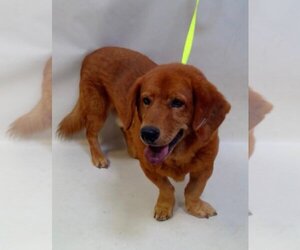 Basset Hound-Labrador Retriever Mix Dogs for adoption in Los Angeles, CA, USA