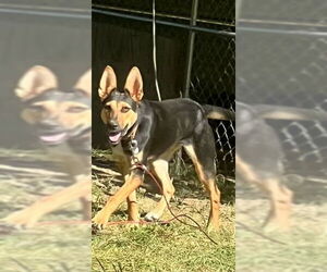 German Shepherd Dog-Unknown Mix Dogs for adoption in Aurora, IN, USA