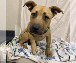Mastiff-Unknown Mix Dogs for adoption in Modesto, CA, USA