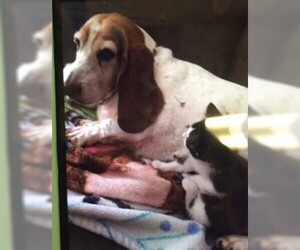 Basset Hound Dogs for adoption in Glen Haven, WI, USA