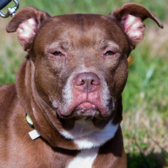 Bullboxer Pit Dogs for adoption in St. Charles, MO, USA