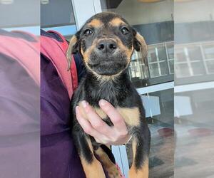 American Pit Bull Terrier Dogs for adoption in Baytown, TX, USA