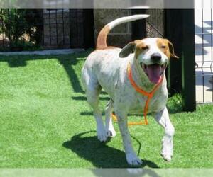 German Shorthaired Pointer Dogs for adoption in Orange, CA, USA