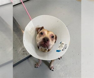 American Pit Bull Terrier-Unknown Mix Dogs for adoption in Corpus Christi, TX, USA