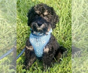 Cavapoo Dogs for adoption in Tenafly, NJ, USA