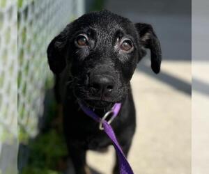 German Shepherd Dog-Unknown Mix Dogs for adoption in Texas City, TX, USA