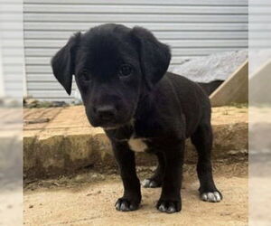 Mutt Dogs for adoption in Holly Springs, NC, USA