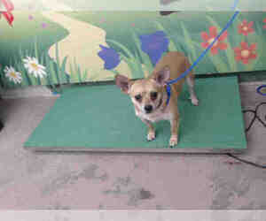 Chihuahua Dogs for adoption in Waco, TX, USA