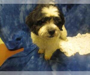 Lhasa Apso Dogs for adoption in Forestville, MD, USA