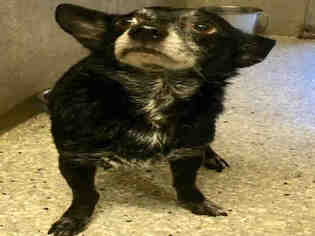 Chiweenie Dogs for adoption in Lodi, CA, USA