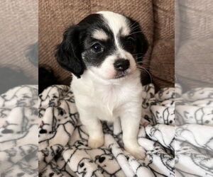 Cavalier King Charles Spaniel-Unknown Mix Dogs for adoption in Lake Elsinore, CA, USA