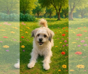 - Mix Dogs for adoption in Menifee, CA, USA