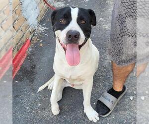 American Staffordshire Terrier-Unknown Mix Dogs for adoption in San Antonio, TX, USA