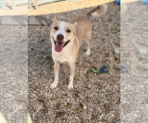 Border Kelpie Dogs for adoption in Oakhurst, NJ, USA