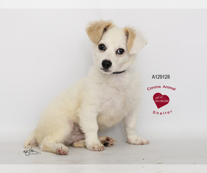 Chi-Corgi Dogs for adoption in Corona, CA, USA