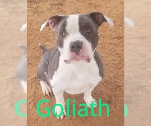 American Pit Bull Terrier Dogs for adoption in Augusta, GA, USA