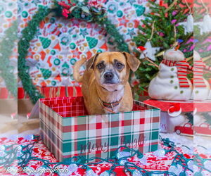 Pug-Unknown Mix Dogs for adoption in Cranston, RI, USA