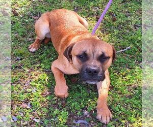 American Pit Bull Terrier-Unknown Mix Dogs for adoption in Wetumpka, AL, USA