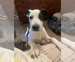 Medium Photo #1 Mutt Puppy For Sale in Garden City, NY, USA