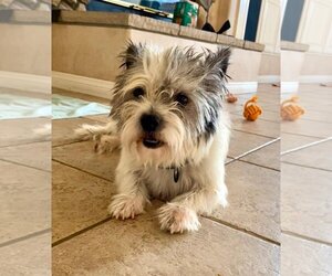 Cairn Terrier Dogs for adoption in Menifee, CA, USA