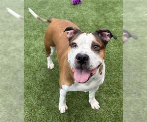 American Pit Bull Terrier-Unknown Mix Dogs for adoption in San Francisco, CA, USA